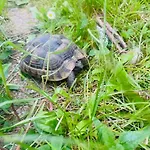 Les Hebergements Nature Et Bien-etre Bed & Breakfast Soustons